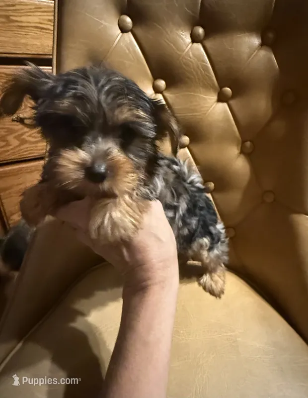 Diego – Yorkshire Terrier puppy for sale in Alvord, IA