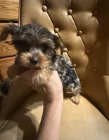 Diego, a male Yorkshire Terrier for sale in Alvord, IA – 1 of 10