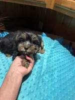 Lloyd, a male Yorkshire Terrier for sale in Alvord, IA – 3 of 7