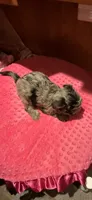 Belle, a female Yorkshire Terrier for sale in Alvord, IA – 4 of 7