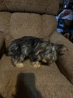Diego, a male Yorkshire Terrier for sale in Alvord, IA – 7 of 10