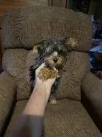 Diego, a male Yorkshire Terrier for sale in Alvord, IA – 4 of 10