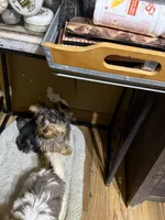 Diego, a male Yorkshire Terrier for sale in Alvord, IA – 9 of 10