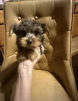 Diego, a male Yorkshire Terrier for sale in Alvord, IA – 9 of 10