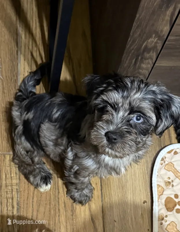 Bluey 2 – Yorkshire Terrier puppy for sale in Alvord, IA
