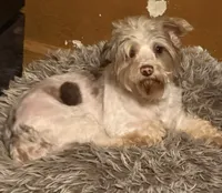 Paisley, a female Yorkshire Terrier for sale in Alvord, IA – 2 of 2