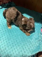 Rex, a male Yorkshire Terrier for sale in Alvord, IA – 5 of 7