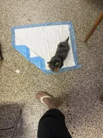Duke, a male Yorkshire Terrier for sale in Alvord, IA – 5 of 5