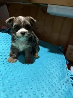 Rex, a male Yorkshire Terrier for sale in Alvord, IA – 4 of 7
