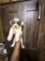Dezi , a female Yorkshire Terrier for sale in Alvord, IA – 8 of 10