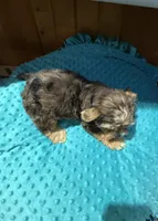 Winston, a male Yorkshire Terrier for sale in Alvord, IA – 7 of 7