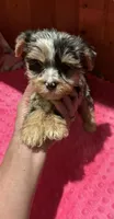 Jersey, a female Yorkshire Terrier for sale in Alvord, IA – 7 of 10