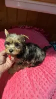 Rapunzel , a female Yorkshire Terrier for sale in Alvord, IA – 3 of 7