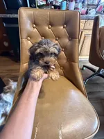Frankie, a male Yorkshire Terrier for sale in Alvord, IA – 6 of 7