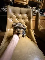 Frankie, a male Yorkshire Terrier for sale in Alvord, IA – Photo 6 of 7