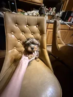 Frankie, a male Yorkshire Terrier for sale in Alvord, IA – Photo 4 of 7