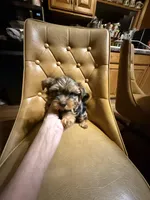 Frankie, a male Yorkshire Terrier for sale in Alvord, IA – Photo 5 of 7