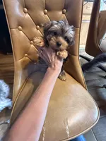 Frankie, a male Yorkshire Terrier for sale in Alvord, IA – 2 of 7