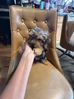 Frankie, a male Yorkshire Terrier for sale in Alvord, IA – 5 of 7