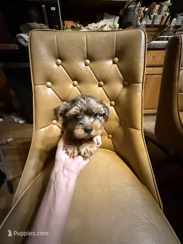 Frankie – Yorkshire Terrier puppy for sale in Alvord, IA