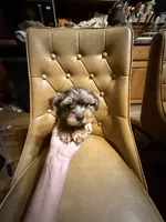 Frankie, a male Yorkshire Terrier for sale in Alvord, IA – Photo 1 of 7