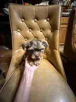 Frankie, a male Yorkshire Terrier for sale in Alvord, IA – Photo 3 of 7