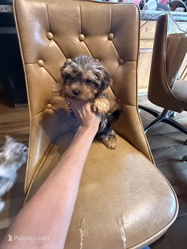 Frankie – Yorkshire Terrier puppy for sale in Alvord, IA