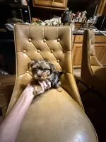 Frankie, a male Yorkshire Terrier for sale in Alvord, IA – Photo 2 of 7