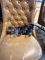 Frankie, a male Yorkshire Terrier for sale in Alvord, IA – 3 of 7