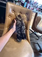 Frankie, a male Yorkshire Terrier for sale in Alvord, IA – 4 of 7
