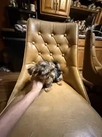 Frankie, a male Yorkshire Terrier for sale in Alvord, IA – Photo 7 of 7