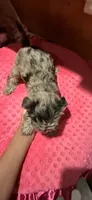 Belle, a female Yorkshire Terrier for sale in Alvord, IA – 7 of 7