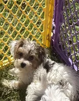 Daisy, a female Yorkshire Terrier for sale in Alvord, IA – 4 of 9