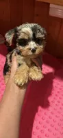 Jersey, a female Yorkshire Terrier for sale in Alvord, IA – 5 of 10