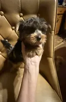 Diego, a male Yorkshire Terrier for sale in Alvord, IA – 3 of 10