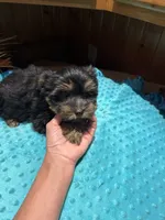 Lloyd, a male Yorkshire Terrier for sale in Alvord, IA – 4 of 7