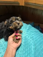 Lloyd, a male Yorkshire Terrier for sale in Alvord, IA – 5 of 7