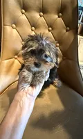 Bailey Jr, a female Yorkshire Terrier for sale in Alvord, IA – 10 of 10