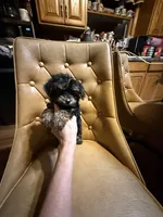 Rusty, a male Yorkshire Terrier for sale in Alvord, IA – Photo 2 of 6