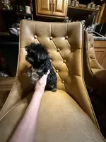 Rusty, a male Yorkshire Terrier for sale in Alvord, IA – Photo 4 of 6