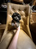 Rusty, a male Yorkshire Terrier for sale in Alvord, IA – Photo 5 of 6