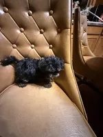 Rusty, a male Yorkshire Terrier for sale in Alvord, IA – Photo 6 of 6