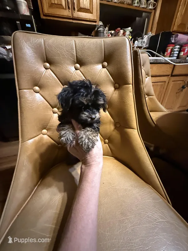 Rusty – Yorkshire Terrier puppy for sale in Alvord, IA