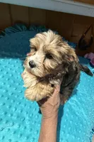 Bruce , a male Yorkshire Terrier for sale in Alvord, IA – 4 of 9
