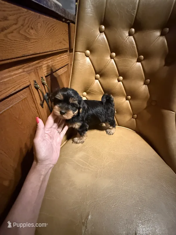 Chewy – Yorkshire Terrier puppy for sale in Alvord, IA