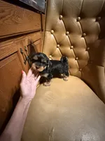 Chewy, a male Yorkshire Terrier for sale in Alvord, IA – 1 of 7