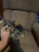 Diego, a male Yorkshire Terrier for sale in Alvord, IA – 5 of 10