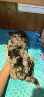 Sprinkles, a male Yorkshire Terrier for sale in Alvord, IA – 4 of 10