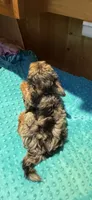 Sprinkles, a male Yorkshire Terrier for sale in Alvord, IA – 9 of 10