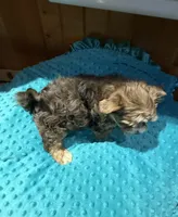 Bruce , a male Yorkshire Terrier for sale in Alvord, IA – 7 of 9